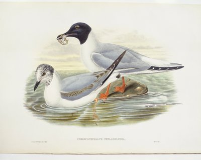 Bonaparten lokki (Larus philadelphia), kuva tekijältä John Gould