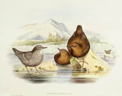 Ruskea kauha (Cinclus pallasii), kaiverrus John Gould tekijältä John Gould