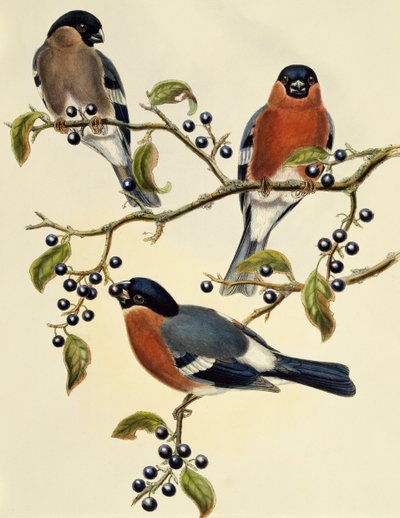 Härkä (Pyrrhula pyrrhula), kaiverrus John Gould (1804-1881). Yhdistynyt kuningaskunta tekijältä John Gould