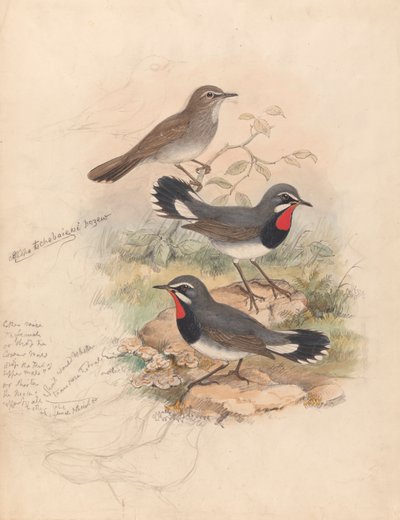 Calliope Tschebaiewi, Prjev. tekijältä John Gould