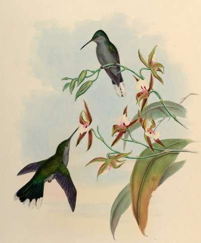 Campylopterus latipennis = Campylopterus largipennis tekijältä John Gould