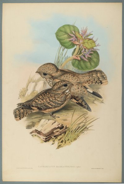 Caprimulgus Mahrattensis, Nightjar (värillinen lito kudospaperilla) tekijältä John Gould