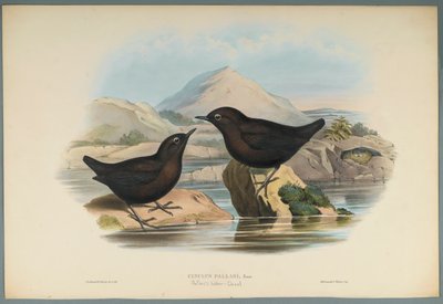 Cinclus Pallasi: Pallas Water Ouzel (värillinen lito kudospaperilla) tekijältä John Gould