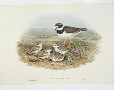 Sorkkatoika (Charadrius hiaticula), kuva tekijältä John Gould