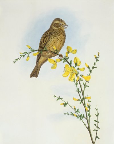 Maissisirkku (Miliaria o Emberiza calandra), kaiverrus John Gould tekijältä John Gould