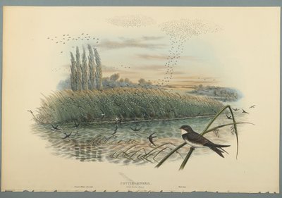 Cotyle Riparia (värillinen lito kudospaperilla) tekijältä John Gould