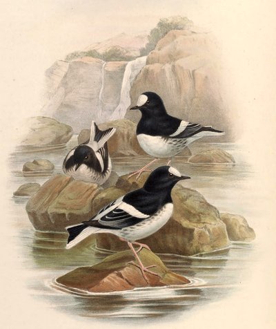 Enicurus scouleri tekijältä John Gould