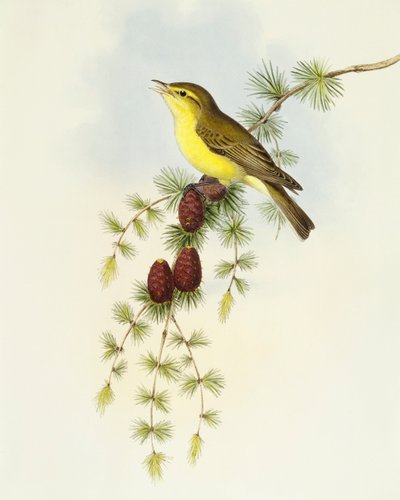 Perhosieppo (Ficedula hypolaris), kaiverrus John Gould tekijältä John Gould