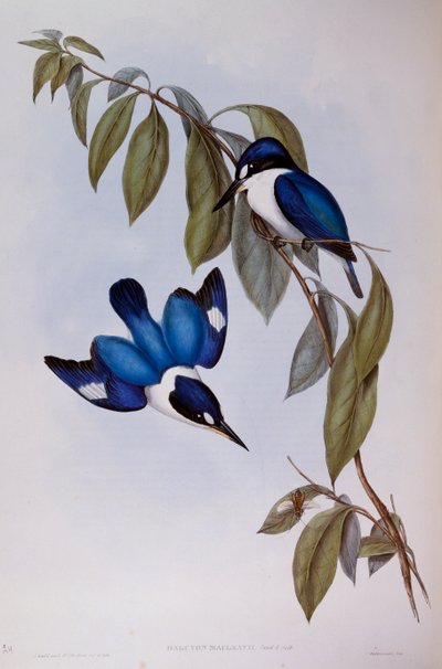 Forest Kingfisher (Halcyon Macleay), kaiverrus Birds of Australiasta tekijältä John Gould