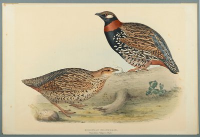 Francolinus Vulgaris (briss): eurooppalainen frankoliini (värillinen lito kudottupaperilla) tekijältä John Gould