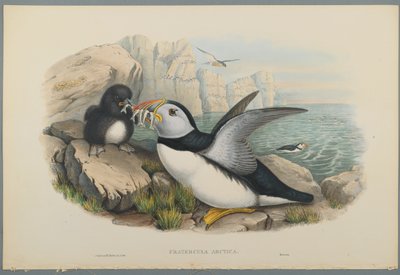 Fratercula Arctica: Puffin (värillinen lito kudospaperilla) tekijältä John Gould
