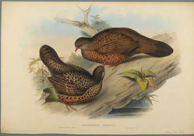 Galloperdix Spadiceus (värinen lito kudospaperilla) tekijältä John Gould