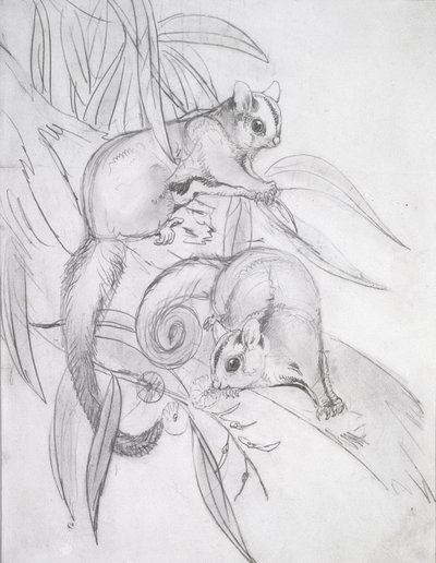 Liukuvat possumit (lyijykynä) tekijältä John Gould