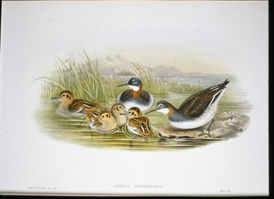 Kiiltävä Ibis (Falcinellus Igneus) (käsinvärinen lito) tekijältä John Gould