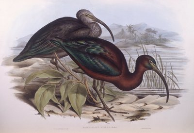 Kiiltävä ibis (Plegadis falcinellus), kaiverrus John Gould tekijältä John Gould