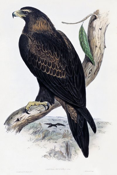 Kultakotka (Aquila chrysaetos), litografia Australian ja Iso-Britannian linnuista, John Gould (1804-1881), Iso-Britannia tekijältä John Gould