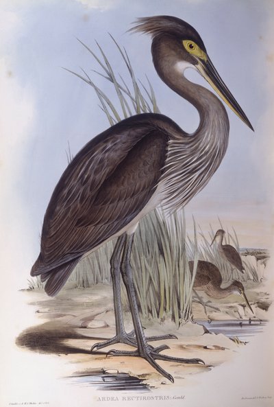Haikara (Ardea sumatrana), kaiverrus John Gould tekijältä John Gould
