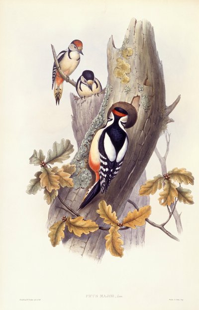 Isotikka (Dendrocopos major), kaiverrus John Gould tekijältä John Gould