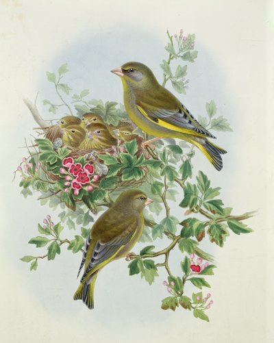 Viherpeippo, 1873 (wc, kynä paperille) tekijältä John Gould