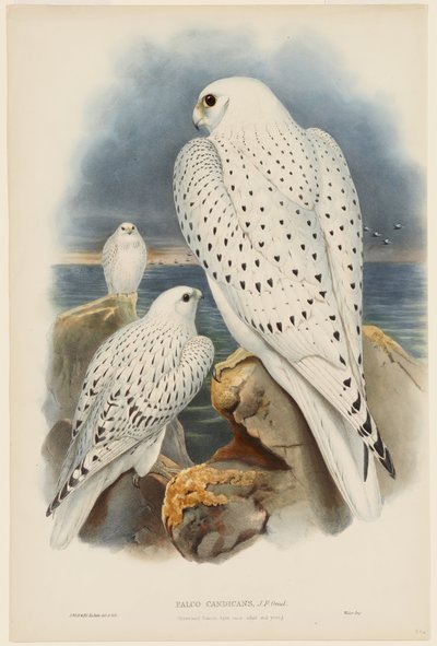 Grönlanninhaukka tekijältä John Gould