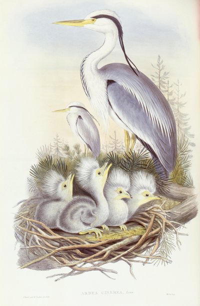 Harmaahaikara (Ardea cinerea), kaiverrus John Gould tekijältä John Gould