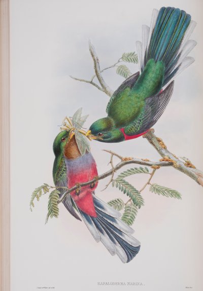 Hapaloderma Narina, lautanen John Gouldin teoksesta The Birds of Great Britain, julkaistu 1862-73 (käsinvärinen lito) tekijältä John Gould