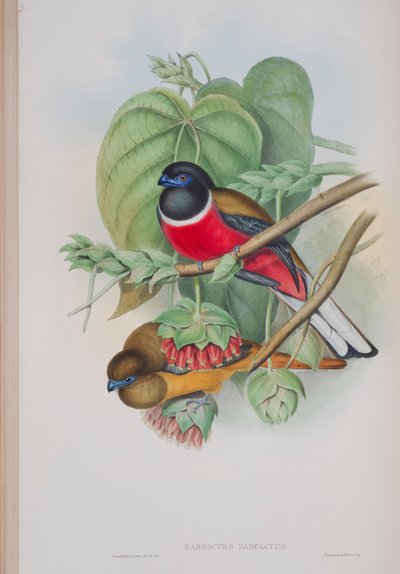 Harpactes Fasciatus, lautanen John Gouldin teoksesta The Birds of Great Britain, julkaistu 1862-73 (käsinvärinen lito) tekijältä John Gould