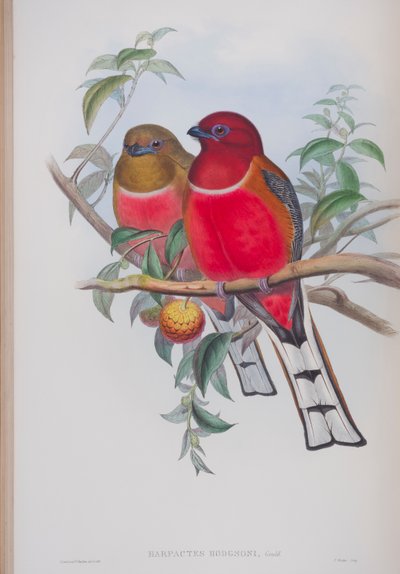 Harpactes Hodgsoni, lautanen John Gouldin The Birds of Great Britain -julkaisusta, julkaistu 1862-73 (käsinvärinen lito) tekijältä John Gould
