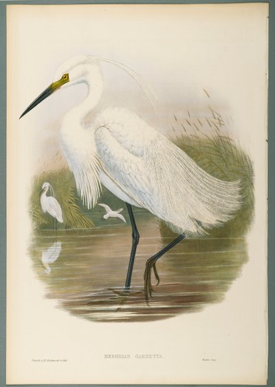 Herodias Garzetta - Little Egret (värillinen lito kudospaperilla) tekijältä John Gould
