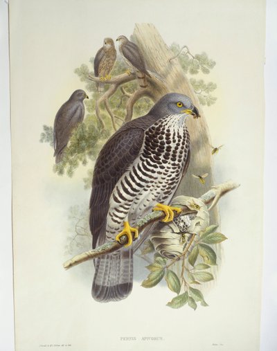 Hunajahiirihaukka (Pernis apivorus), kuva tekijältä John Gould