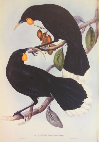 Huia parin kuvitus tekijältä John Gould