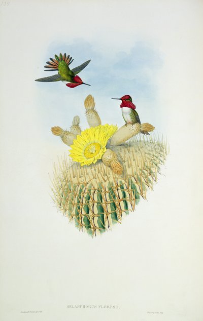 Hummingbird, kaiverrettu Walter ja Cohen tekijältä John Gould