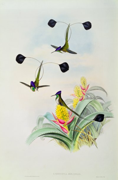 Kolibri, kaiverrettu Walter ja Cohnin toimesta tekijältä John Gould
