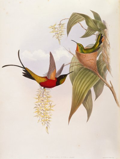 Hummingbirds (Topaza Pyra) Monografiasta Trochilidista tekijältä John Gould