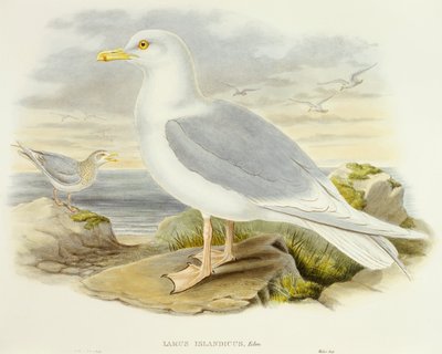 Islantilokki (Larus glaucoides), kaiverrus John Gould tekijältä John Gould