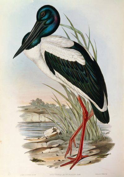Kuvitus John Gouldin teoksesta "Australian linnut", joka edustaa mustakaulahaikaraa Ephippiorhynchus asiaticusta, tekijältä John Gould