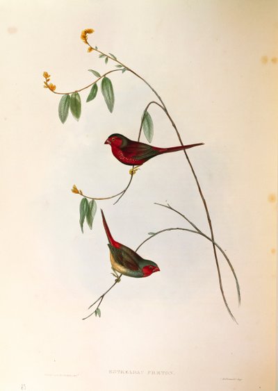 Kuvitus John Gouldin teoksesta "The Birds of Australia", joka edustaa Crimson Finch Neochmia phaetonia, värillinen kaiverrus tekijältä John Gould
