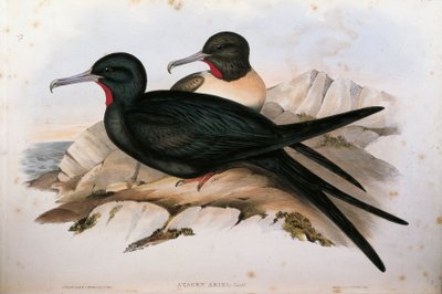 Kuvitus John Gouldin teoksesta "The Birds of Australia", joka esittää pikkufregattilintua Fregata ariel, Oscar Dresslerin tekemä kuva tekijältä John Gould