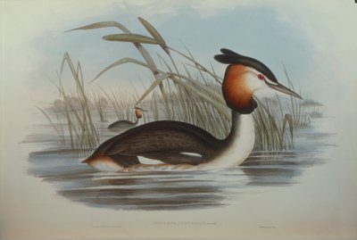 Kuvitus John Gouldin teoksesta "Australian linnut", joka edustaa eteläharjakurkkua Podiceps cristatus australis, kirjoittanut Oscar Dressler tekijältä John Gould