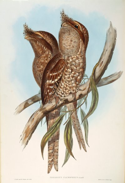 Kuvitus John Gouldin teoksesta "Australian linnut", joka edustaa Tawny Frogmouth Podargus strigoidesia, kirjoittanut Oscar Dressler tekijältä John Gould