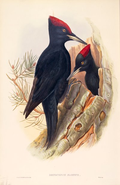 Kuvitus John Gouldin teoksesta "The Birds of Great Britain", joka edustaa mustatikkaa Dryocopus martiusta tekijältä John Gould