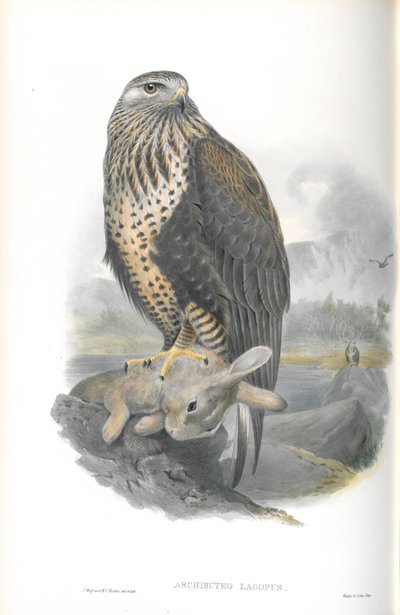 Kuva Archibuteo Lagopuksesta (karkeahaarainen hiirihaukka) tekijältä John Gould