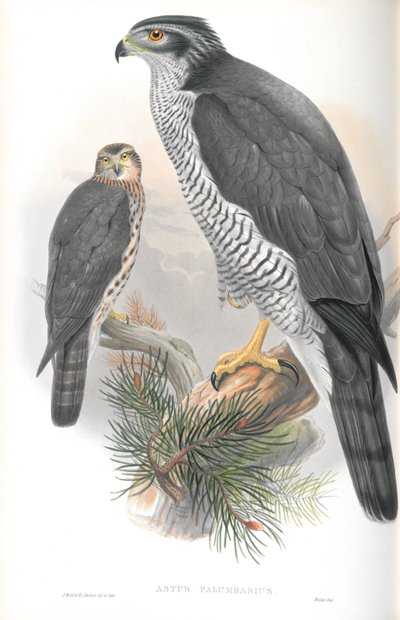 Kuva Astur Palumbarius (Goshawk) tekijältä John Gould