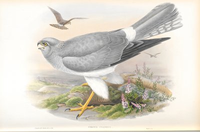 Kuva Circus Cyaneuksesta (Hen Harrier) tekijältä John Gould