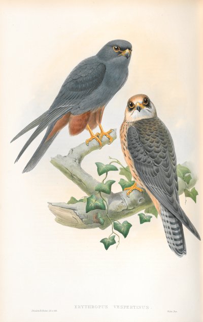 Kuva Erythropus Vespertinusista (oranssijalkainen harrastus) tekijältä John Gould