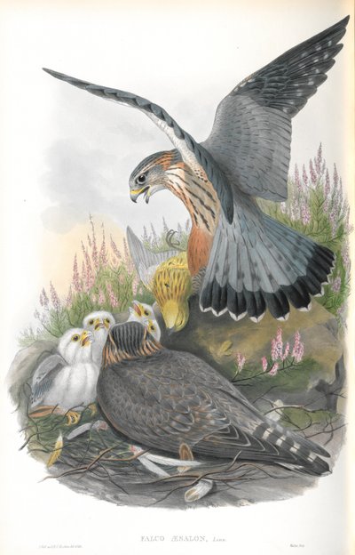 Kuva Falco Aesalonista (Merlin) tekijältä John Gould