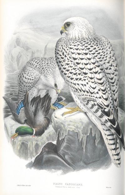 Kuva Falco Candicansista (Greenland Falcon Dark Race) tekijältä John Gould