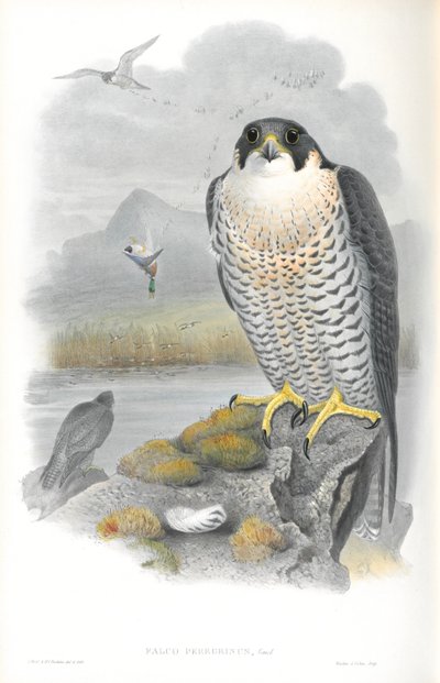 Kuva Falco Peregrinusista (Peregrine Falcon) tekijältä John Gould