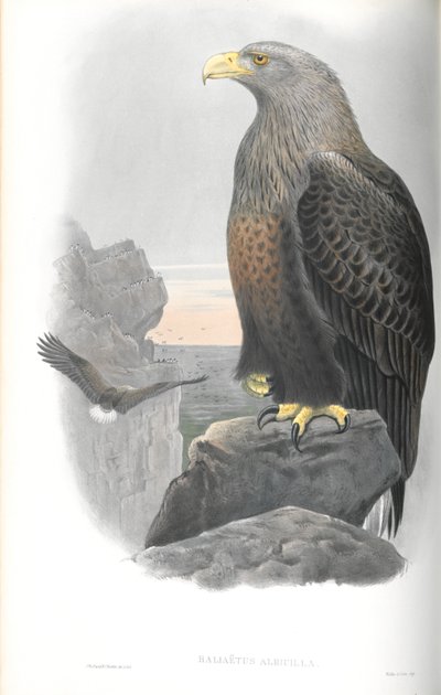 Kuva Haliaeetus Albicillasta (Sea-Eagle) tekijältä John Gould