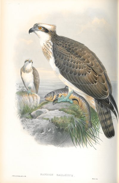 Kuva Pandion Haliaetuksesta (Osprey) tekijältä John Gould